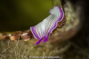 Prostheceraeus Giesbrechtii_October 2024
(CanonEF100,1/2... by Antonio Venturelli 